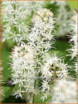 Tiarella cordifolia &#039;Moorgruen&#039; | Schuimbloem, Perzische muts