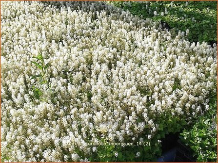 Tiarella cordifolia &#039;Moorgruen&#039; | Schuimbloem, Perzische muts