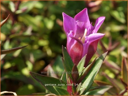 Gentiana 'Zuiko Rindo' | Gentiaan