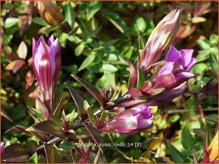 Gentiana 'Zuiko Rindo' | Gentiaan