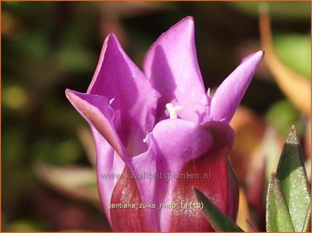 Gentiana 'Zuiko Rindo' | Gentiaan
