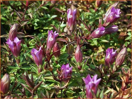 Gentiana 'Zuiko Rindo' | Gentiaan