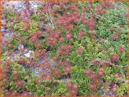 Acaena magellanica | Stekelnootje