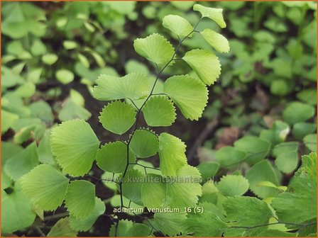 Adiantum venustum | Venushaar, Hoefijzervaren, Vrouwenhaar | Himalaya-Venushaarfarn