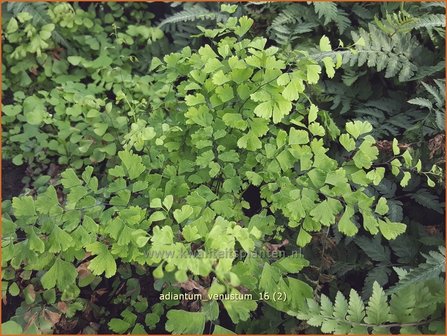 Adiantum venustum | Venushaar, Hoefijzervaren, Vrouwenhaar | Himalaya-Venushaarfarn
