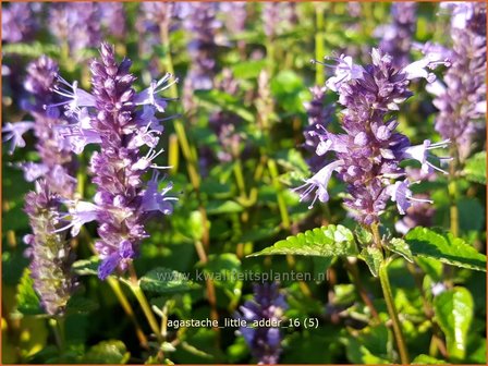 Agastache &#039;Little Adder&#039; | Dropplant, Anijsnetel | Duftnessel