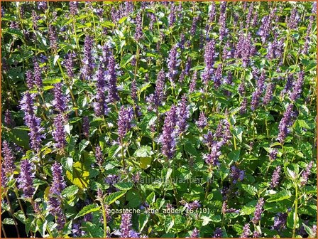 Agastache &#039;Little Adder&#039; | Dropplant, Anijsnetel | Duftnessel