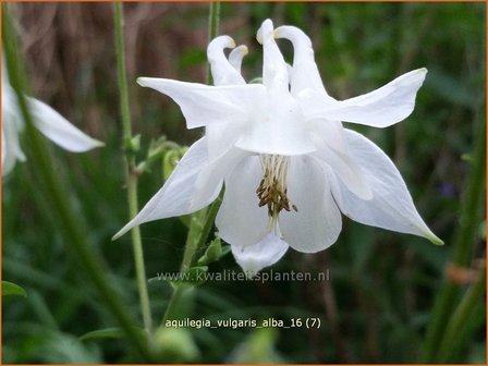 Aquilegia vulgaris 'Alba' | Akelei | Gewöhnliche Akelei
