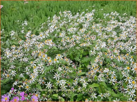 Aster divaricatus &#039;Eastern Star&#039; | Sneeuwsteraster, Bosaster, Aster | Waldaster