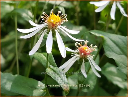 Aster divaricatus &#039;Eastern Star&#039; | Sneeuwsteraster, Bosaster, Aster | Waldaster