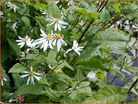 Aster divaricatus &#039;Eastern Star&#039; | Sneeuwsteraster, Bosaster, Aster | Waldaster