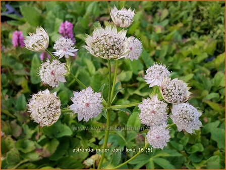 Astrantia major &#039;April Love&#039; | Zeeuws knoopje, Groot sterrenscherm | Gro&szlig;e Sterndolde