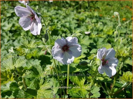 Geranium 'Coombland White' | Ooievaarsbek, Tuingeranium | Storchschnabel