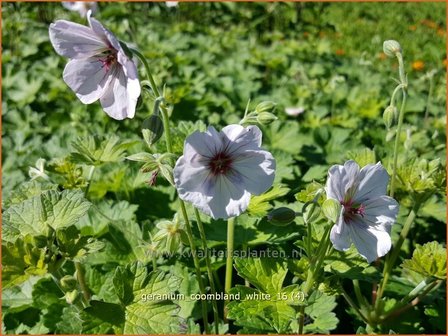 Geranium &#039;Coombland White&#039; | Ooievaarsbek, Tuingeranium | Storchschnabel