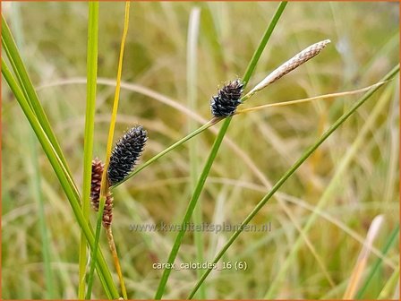 Carex calotides | Zegge | Segge