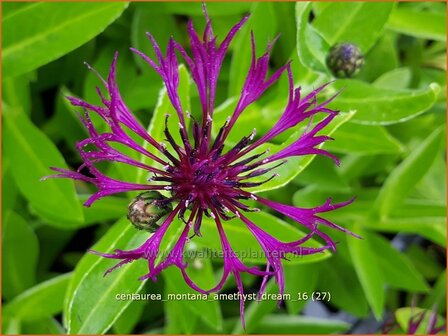 Centaurea montana &#039;Amethyst Dream&#039; | Bergkorenbloem, Bergcentaurie, Korenbloem, Centaurie | Berg-Flockenblume