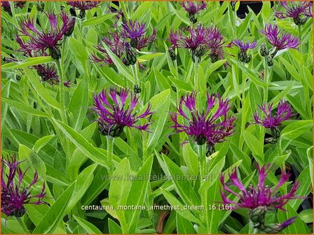 Centaurea montana &#039;Amethyst Dream&#039; | Bergkorenbloem, Bergcentaurie, Korenbloem, Centaurie | Berg-Flockenblume