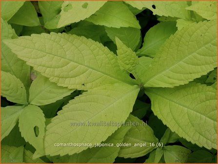 Comanthosphace japonica &#039;Golden Angel&#039; | Japanse struikmunt