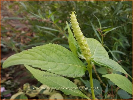 Comanthosphace japonica &#039;Golden Angel&#039; | Japanse struikmunt