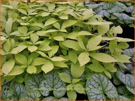 Comanthosphace japonica &#039;Golden Angel&#039; | Japanse struikmunt