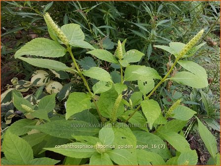 Comanthosphace japonica &#039;Golden Angel&#039; | Japanse struikmunt