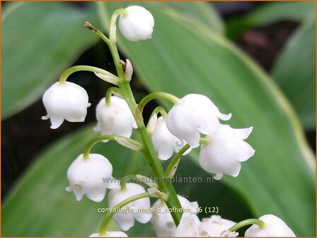 Convallaria majalis &#039;Hofheim&#039; | Lelietje-van-dalen | Gew&ouml;hnliches Maigl&ouml;ckchen