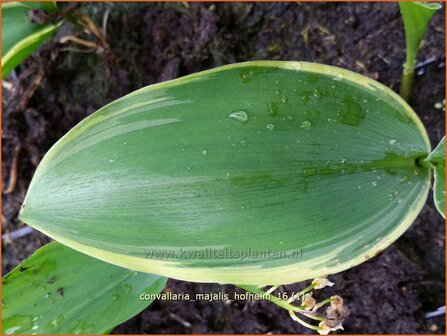 Convallaria majalis &#039;Hofheim&#039; | Lelietje-van-dalen | Gew&ouml;hnliches Maigl&ouml;ckchen