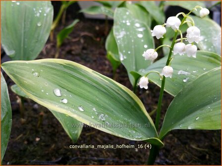 Convallaria majalis &#039;Hofheim&#039; | Lelietje-van-dalen | Gew&ouml;hnliches Maigl&ouml;ckchen