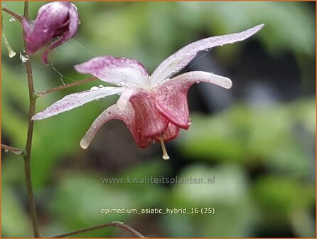 Epimedium &#039;Asiatic Hybrid&#039; | Elfenbloem | Elfenblume