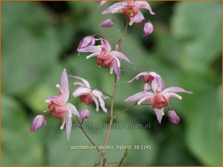 Epimedium &#039;Asiatic Hybrid&#039; | Elfenbloem | Elfenblume