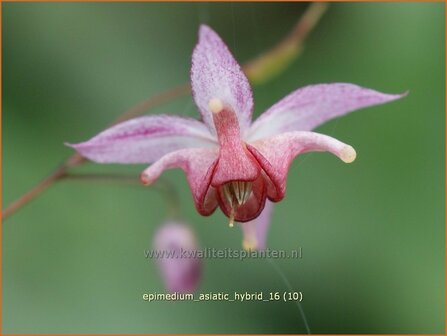Epimedium &#039;Asiatic Hybrid&#039; | Elfenbloem | Elfenblume