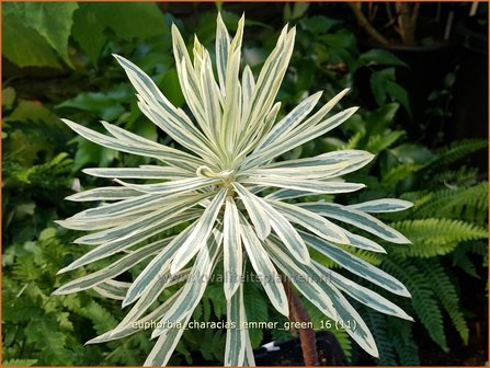 Euphorbia characias &#039;Emmer Green&#039; | Wolfsmelk | Palisaden-Wolfsmilch