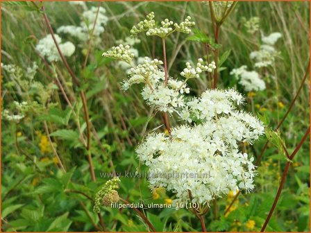 Filipendula ulmaria | Moerasspirea, Spirea | Sumpf-M&auml;des&uuml;&szlig;