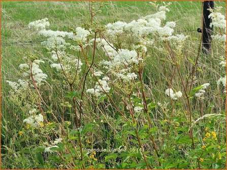 Filipendula ulmaria | Moerasspirea, Spirea | Sumpf-M&auml;des&uuml;&szlig;