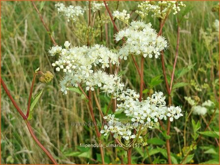 Filipendula ulmaria | Moerasspirea, Spirea | Sumpf-M&auml;des&uuml;&szlig;