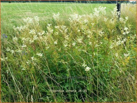 Filipendula ulmaria | Moerasspirea, Spirea | Sumpf-M&auml;des&uuml;&szlig;