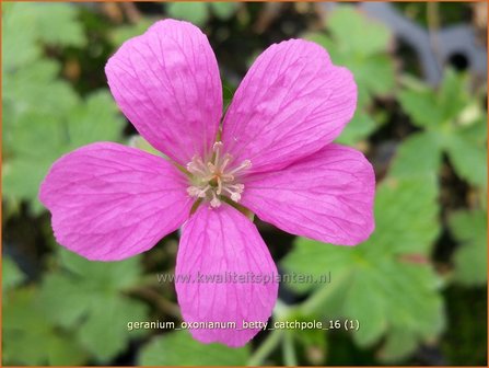 Geranium oxonianum &#039;Betty Catchpole&#039; | Ooievaarsbek, Tuingeranium | Oxford-Storchschnabel