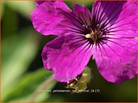 Geranium psilostemon &#039;Red Admiral&#039; | Ooievaarsbek, Tuingeranium | Armenischer Storchschnabel