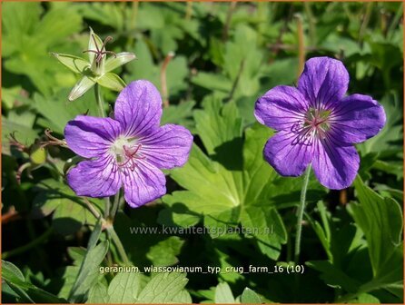 Geranium wlassovianum &#039;Typ Crug Farm&#039; | Ooievaarsbek, Tuingeranium | Sibirischer Storchenschnabel