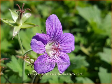 Geranium wlassovianum &#039;Typ Crug Farm&#039; | Ooievaarsbek, Tuingeranium | Sibirischer Storchenschnabel