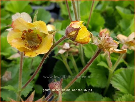 Geum &#039;Beech House Apricot&#039; | Knikkend nagelkruid, Nagelkruid | Nelkenwurz