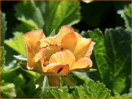 Geum &#039;Beech House Apricot&#039; | Knikkend nagelkruid, Nagelkruid | Nelkenwurz