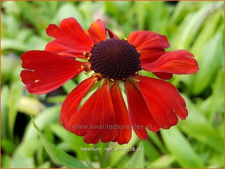 Helenium &#039;Red Army&#039; | Zonnekruid | Sonnenbraut