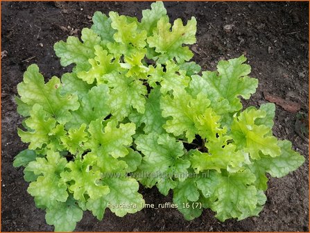 Heuchera &#039;Lime Ruffles&#039; | Purperklokje | Purpurgl&ouml;ckchen