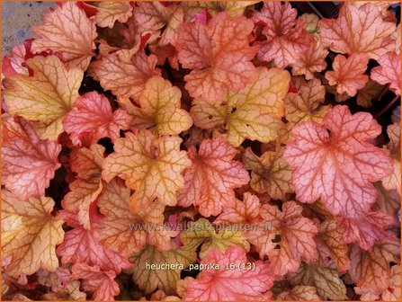 Heuchera &#039;Paprika&#039; | Purperklokje | Purpurgl&ouml;ckchen