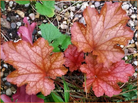 Heuchera &#039;Paprika&#039; | Purperklokje | Purpurgl&ouml;ckchen