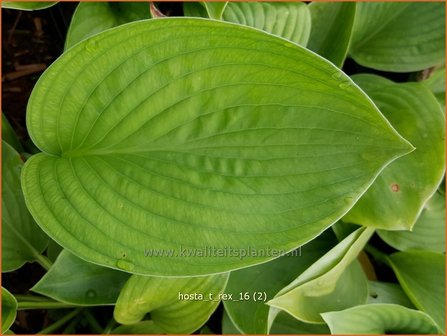 Hosta &#039;T-Rex&#039; | Hosta, Hartlelie, Funkia | Funkie