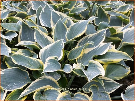 Hosta &amp;#39;Valley&amp;#39;s Glacier&amp;#39; | Hosta, Hartlelie, Funkia | Funkie