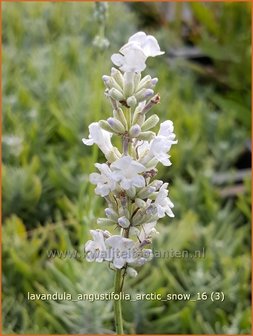 Lavandula angustifolia 'Arctic Snow' | Gewone lavendel, Echte lavendel, Lavendel | Echter Lavendel