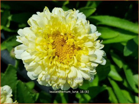 Leucanthemum &#039;Luna&#039; | Margriet | Grossblumige Margerite | Ox-Eye Daisy